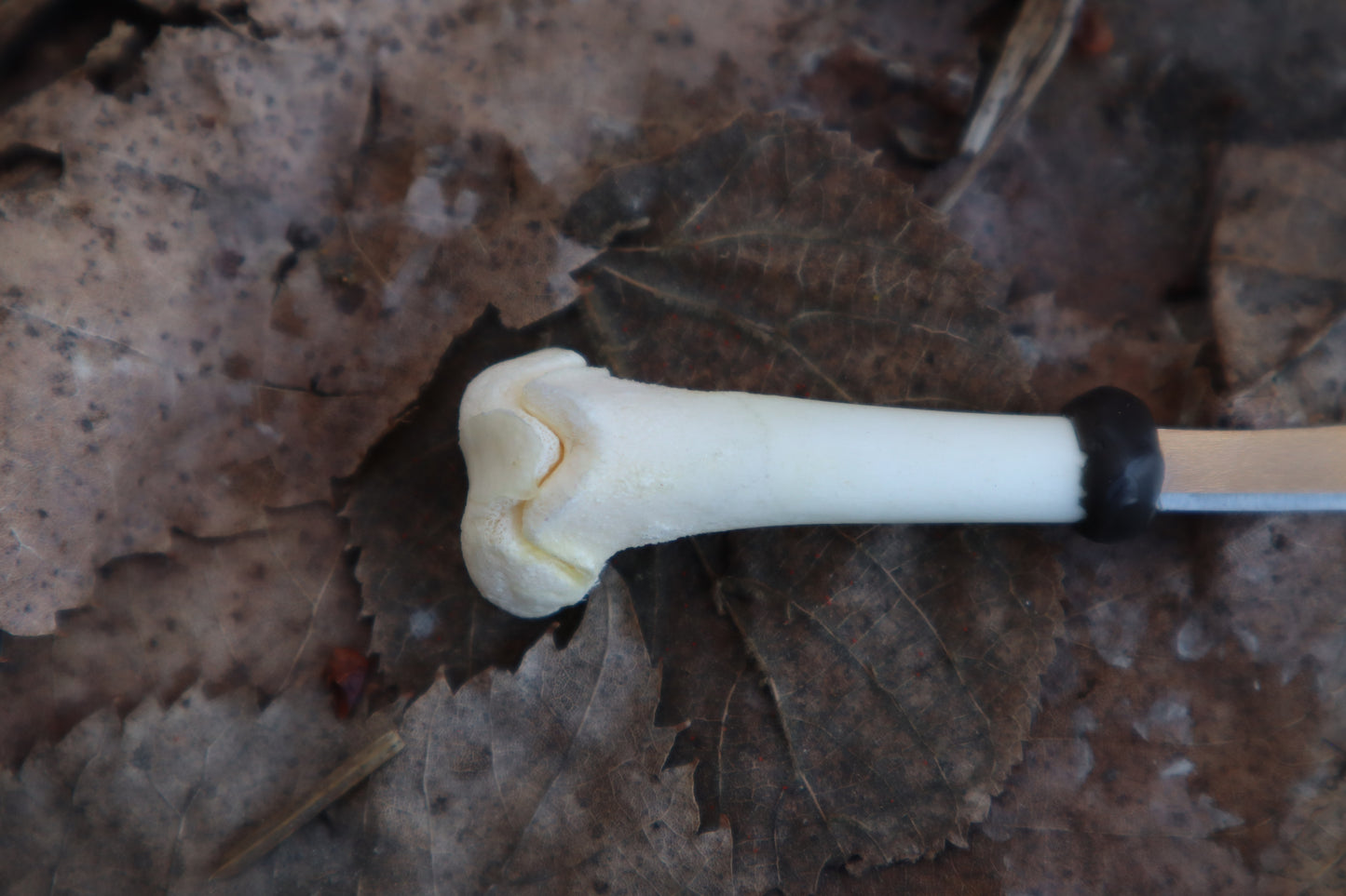 Kitten Femur Knife
