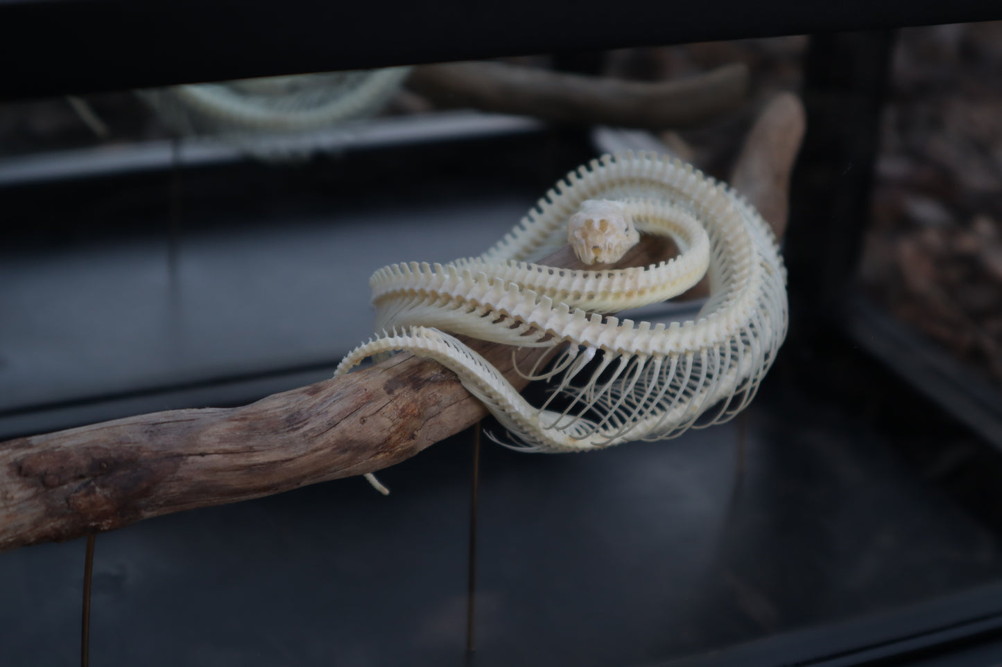 Baby Ball Python Articulation in Glass Display Case