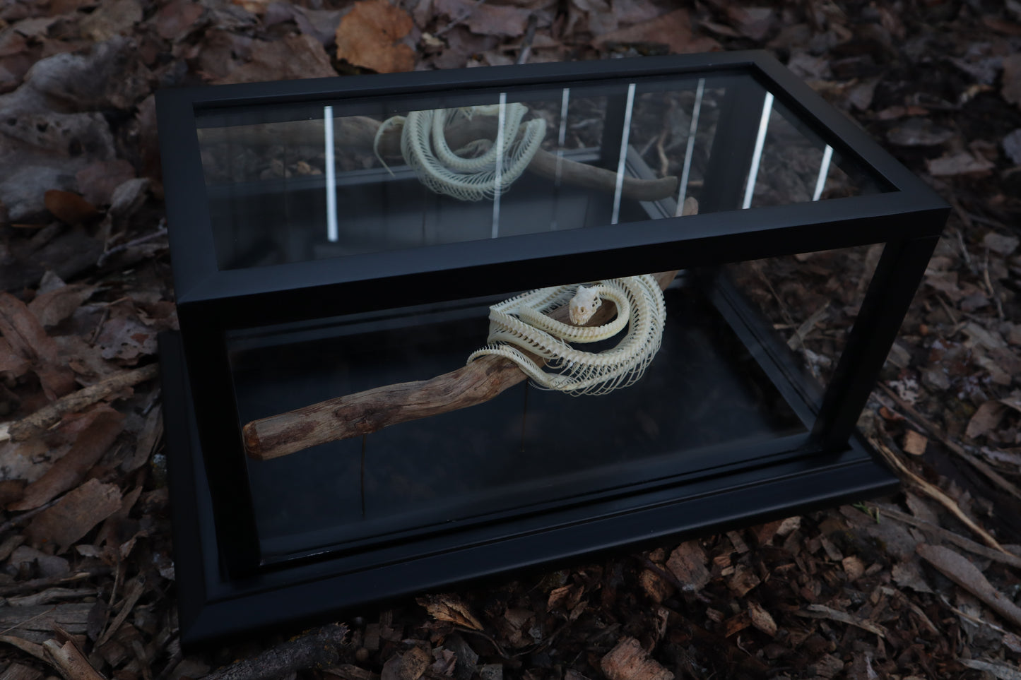 Baby Ball Python Articulation in Glass Display Case