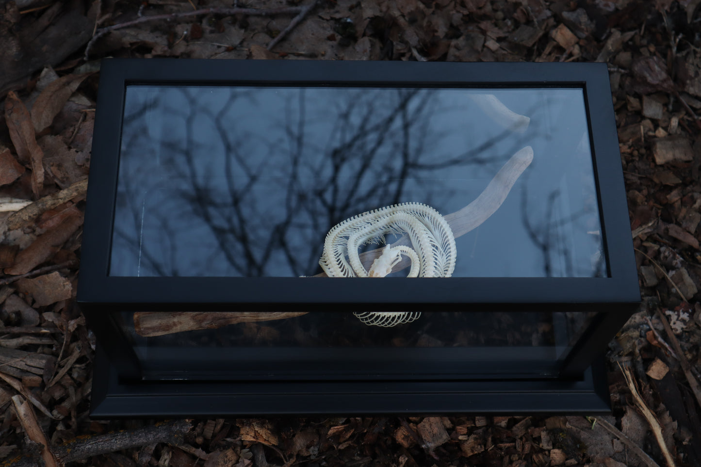 Baby Ball Python Articulation in Glass Display Case