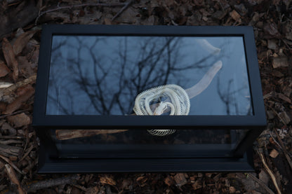 Baby Ball Python Articulation in Glass Display Case