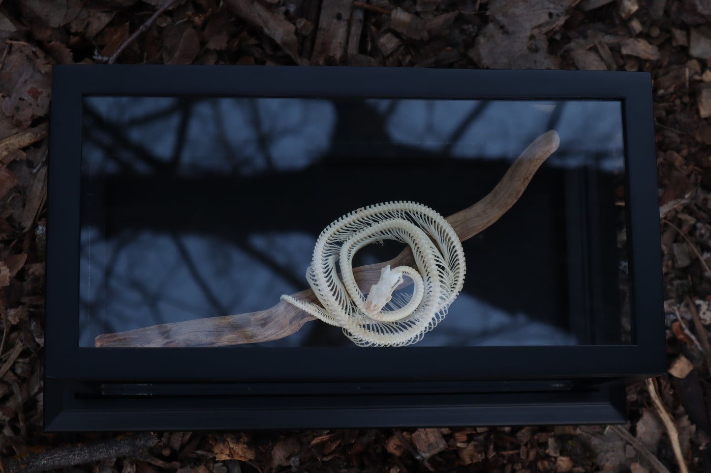 Baby Ball Python Articulation in Glass Display Case