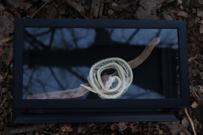 Baby Ball Python Articulation in Glass Display Case