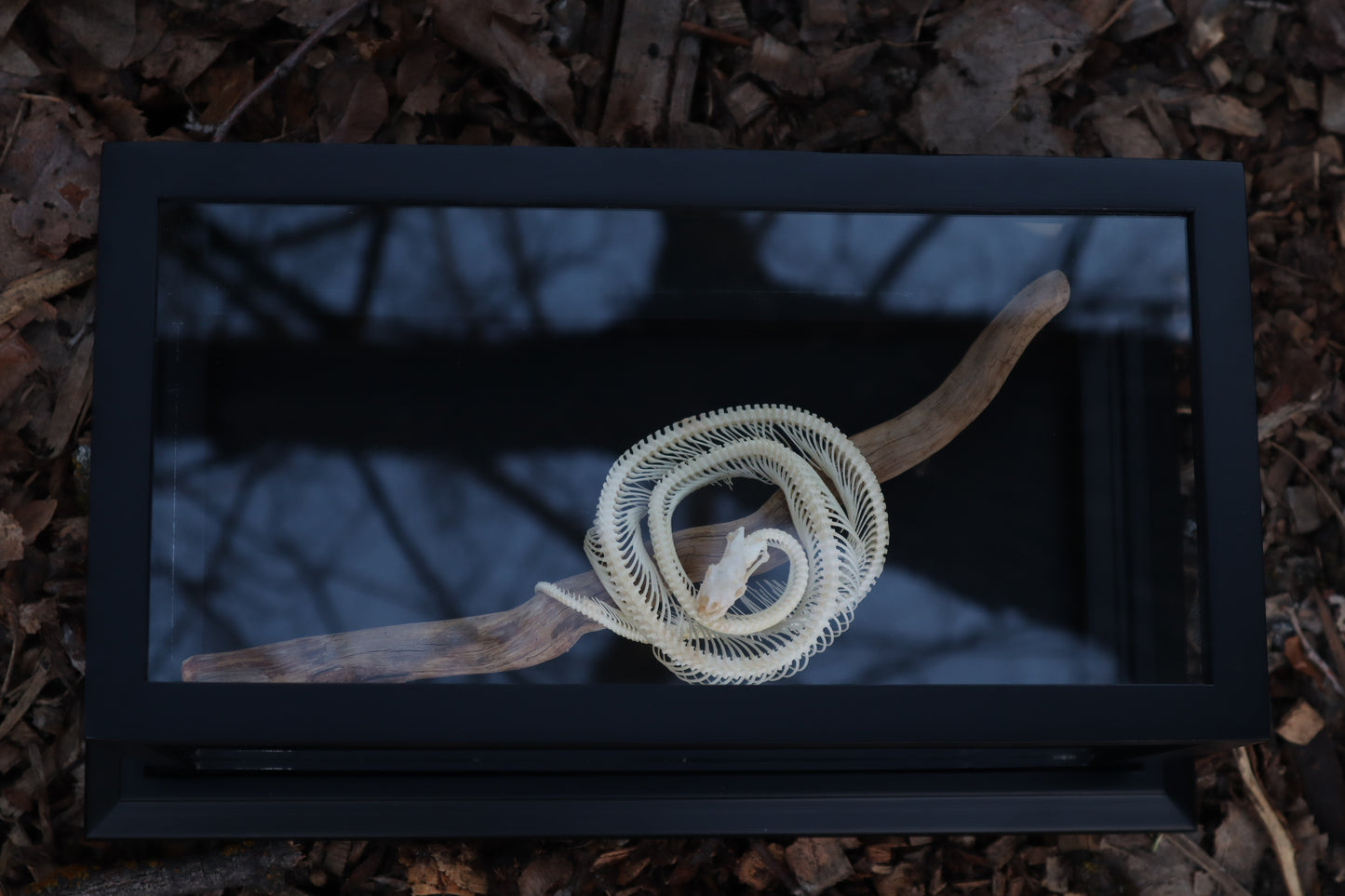 Baby Ball Python Articulation in Glass Display Case