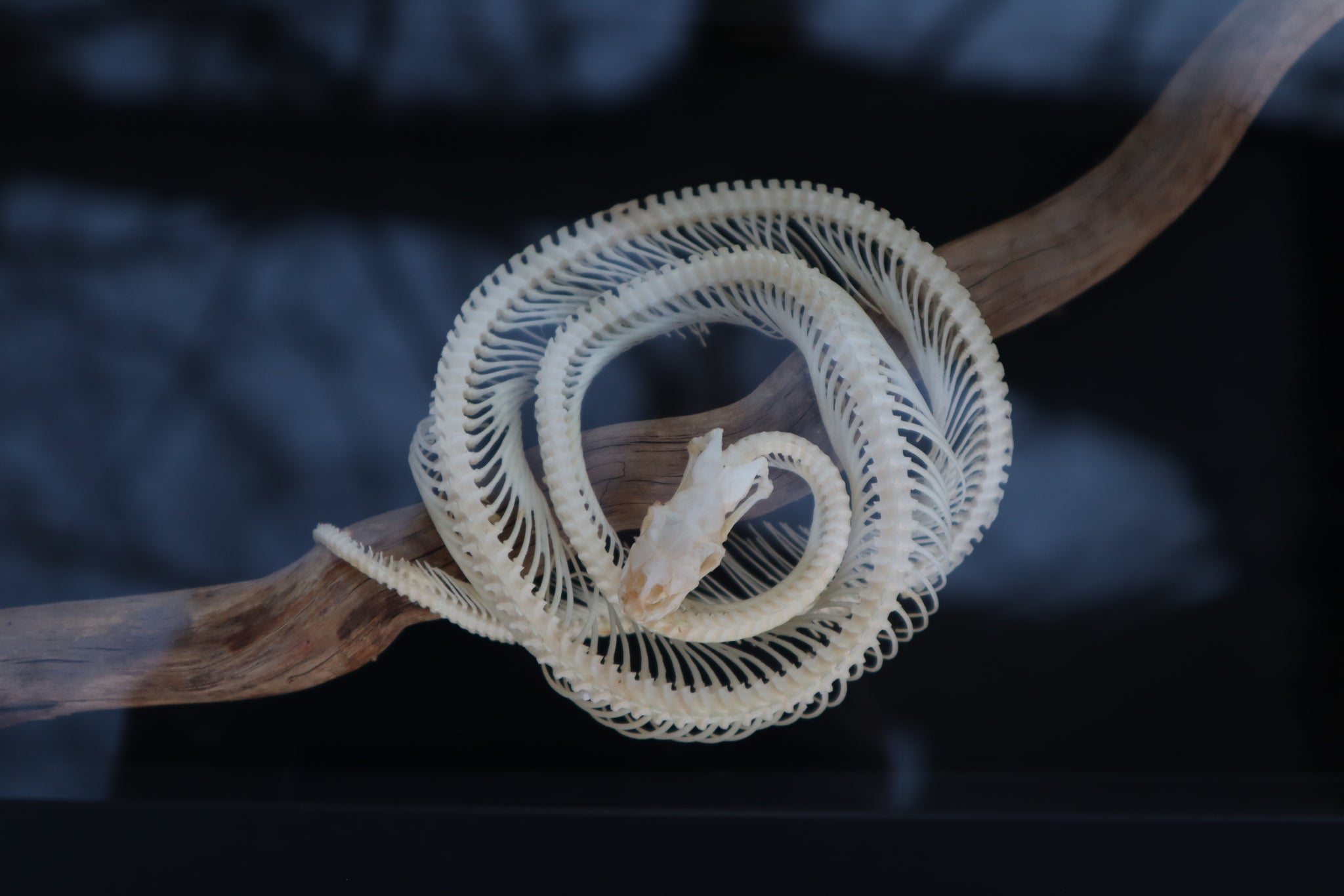 Python Skull Articulation Baby Ball Python Articulation in Glass Display Case – Freyja's Forest