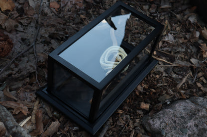 Baby Ball Python Articulation in Glass Display Case