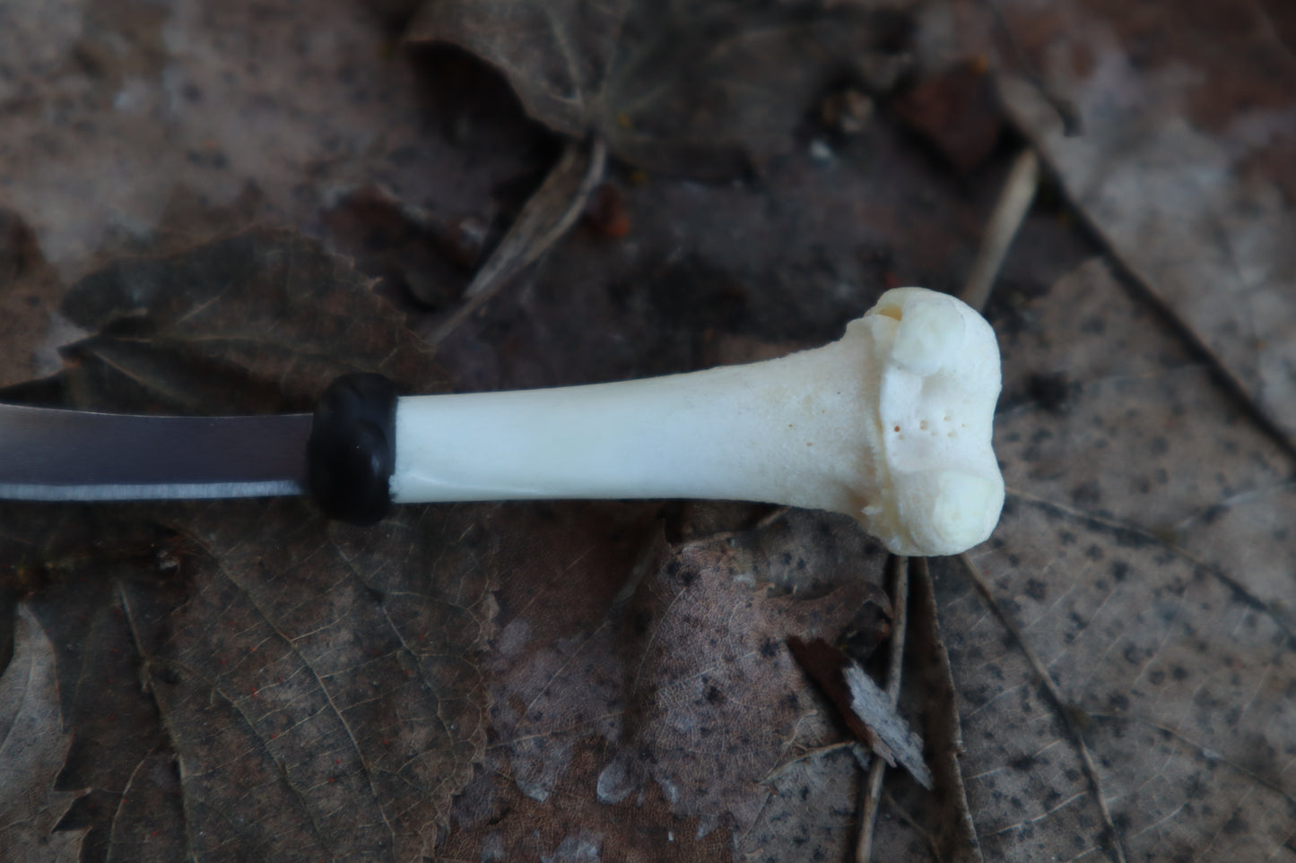 Kitten Femur Knife