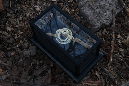 Baby Ball Python Articulation in Glass Display Case