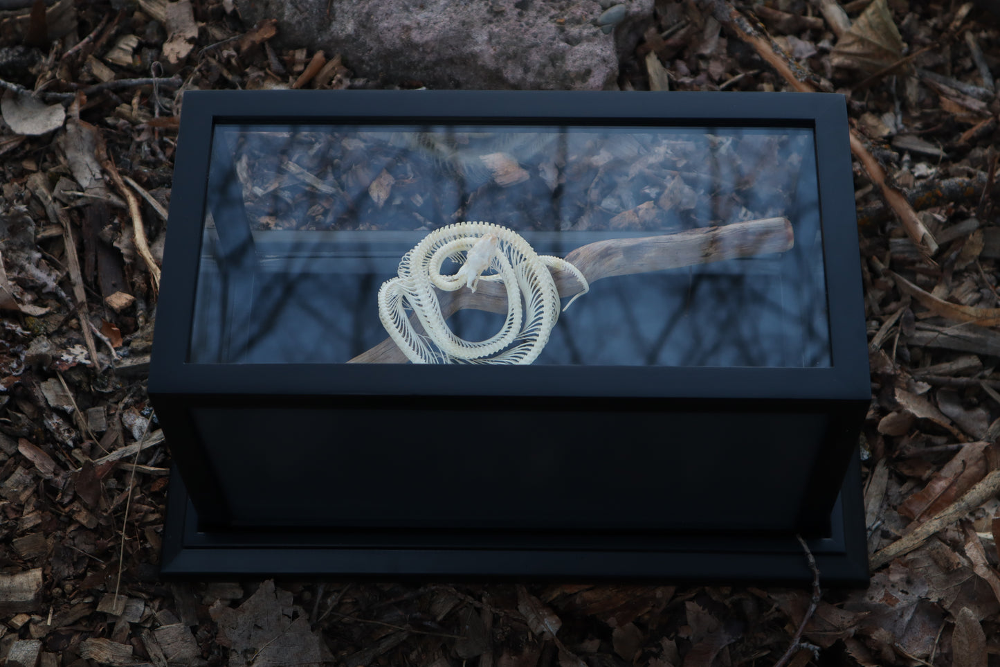 Baby Ball Python Articulation in Glass Display Case