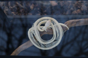 Baby Ball Python Articulation in Glass Display Case