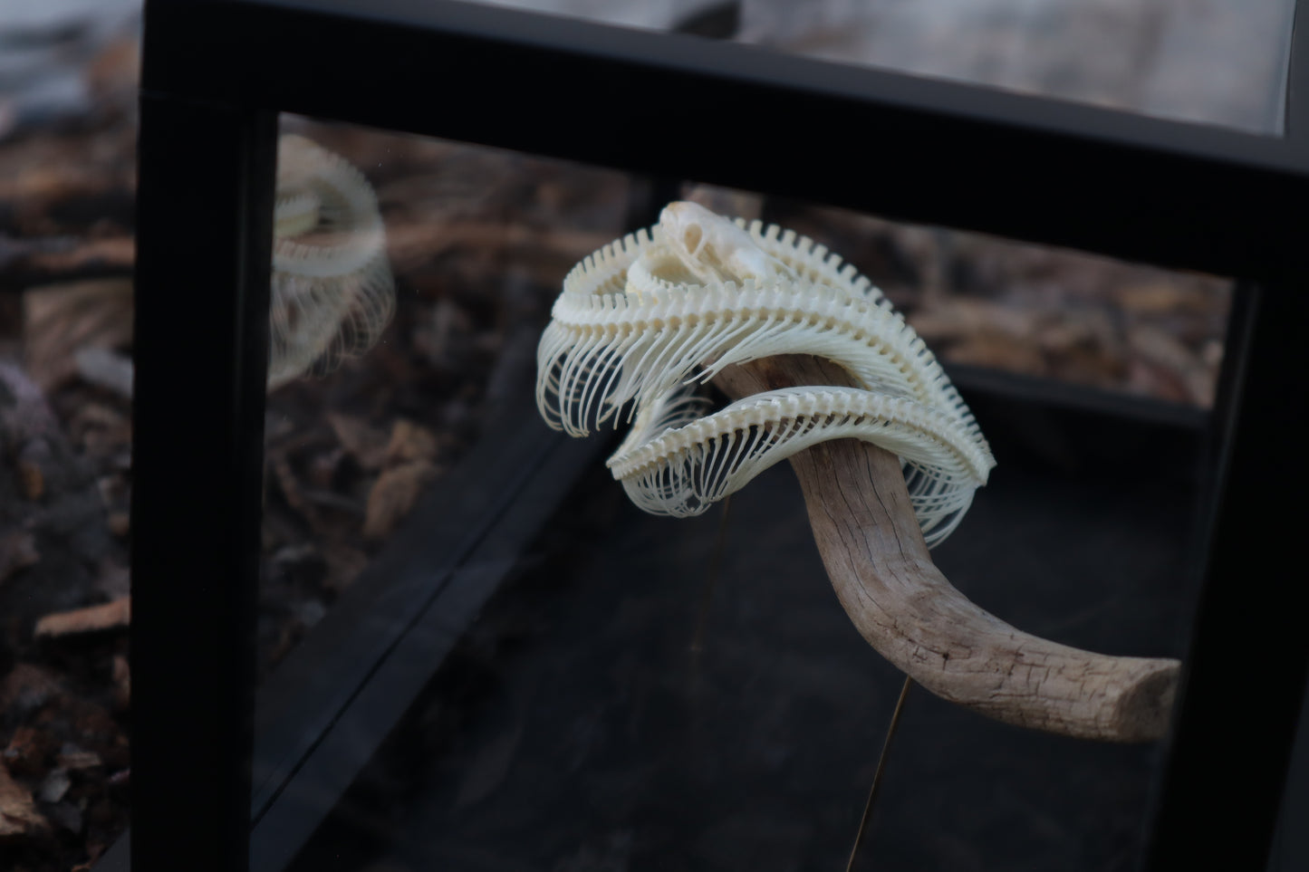 Baby Ball Python Articulation in Glass Display Case