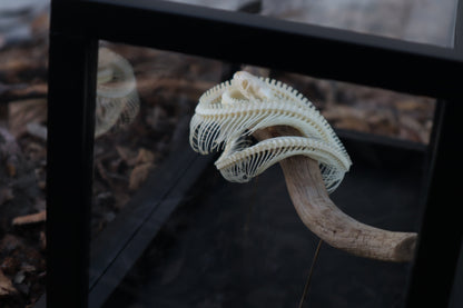 Baby Ball Python Articulation in Glass Display Case