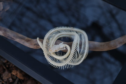 Baby Ball Python Articulation in Glass Display Case