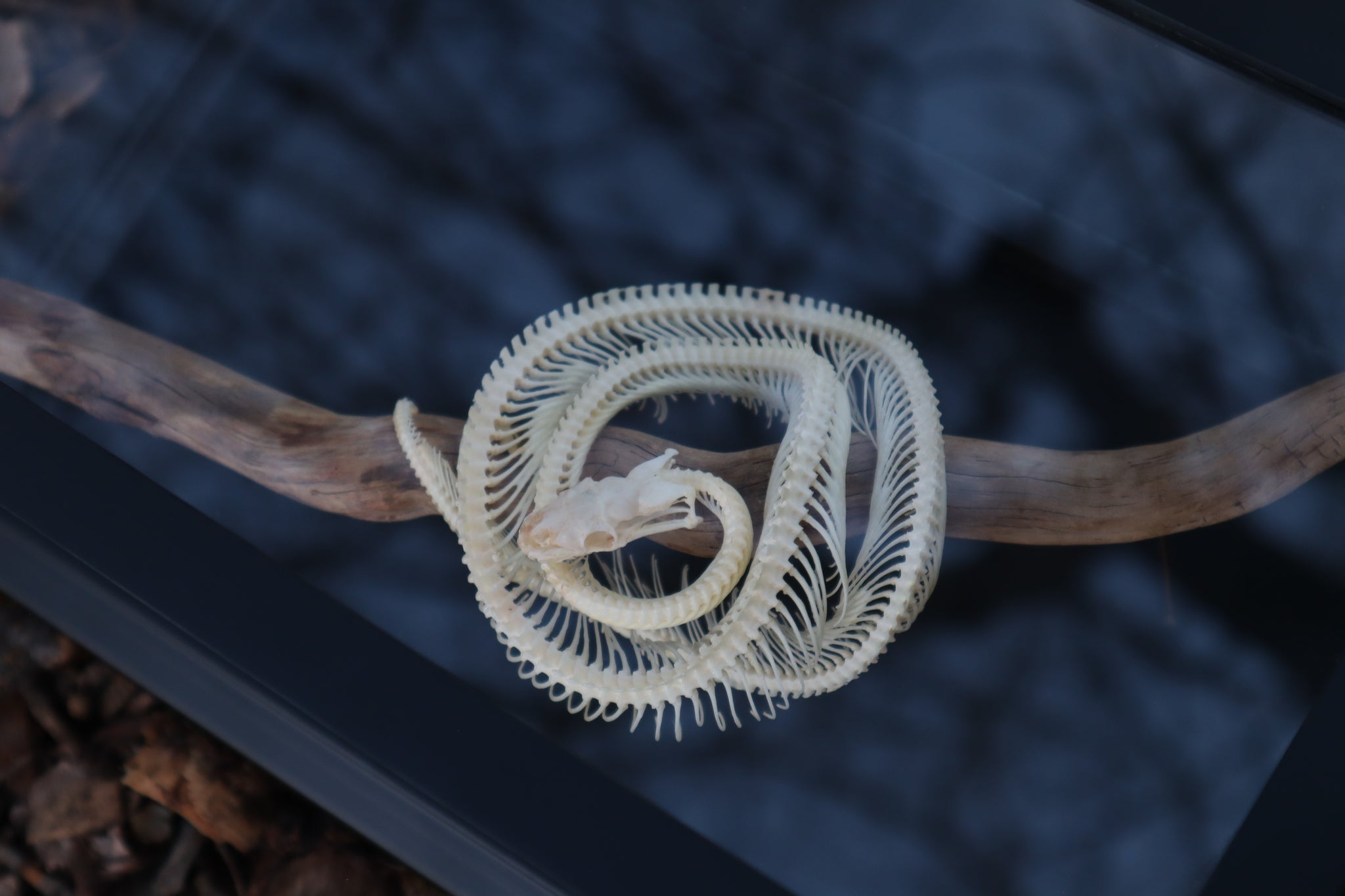 Python Skull Articulation Baby Ball Python Articulation in Glass Display Case – Freyja's Forest
