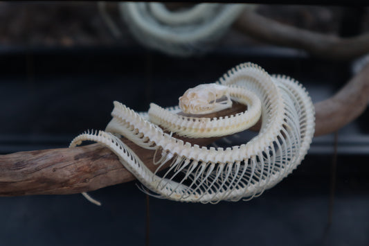 Baby Ball Python Articulation in Glass Display Case