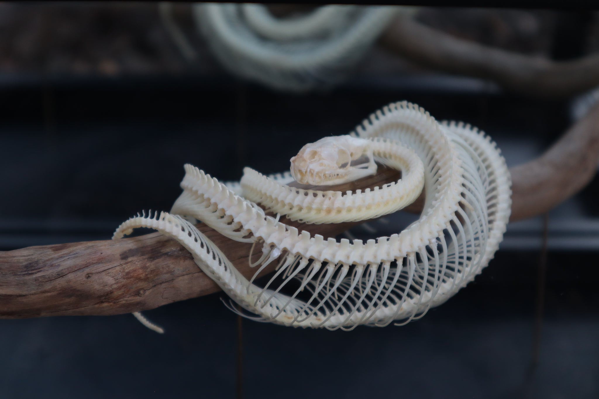 Atriculated Python Skeleton Baby Ball Python Articulation in Glass Display Case – Freyja's Forest