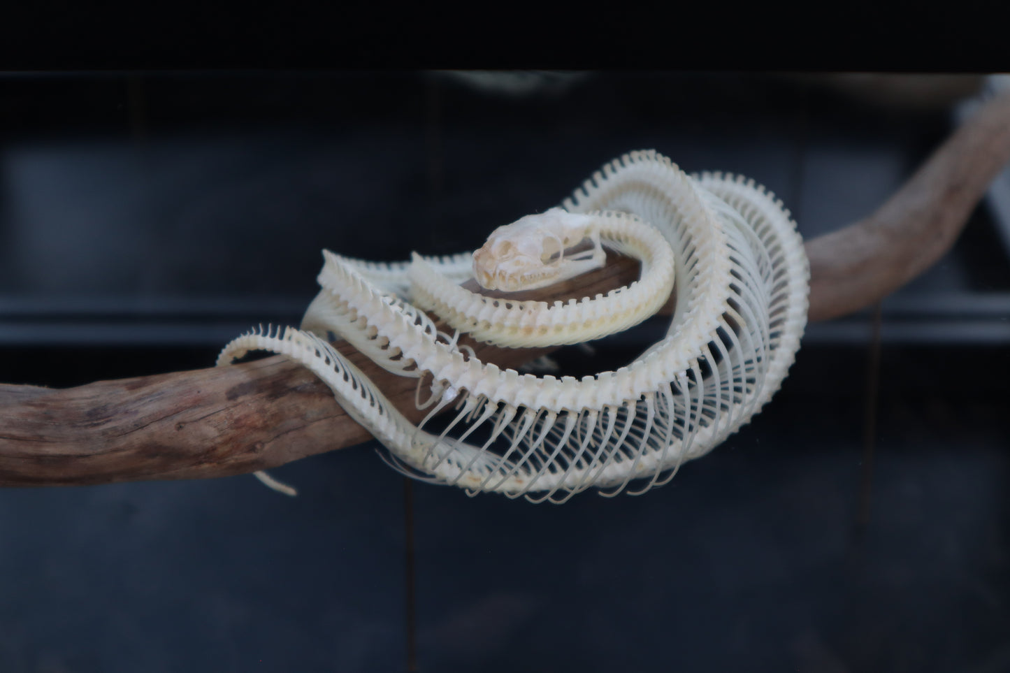 Baby Ball Python Articulation in Glass Display Case