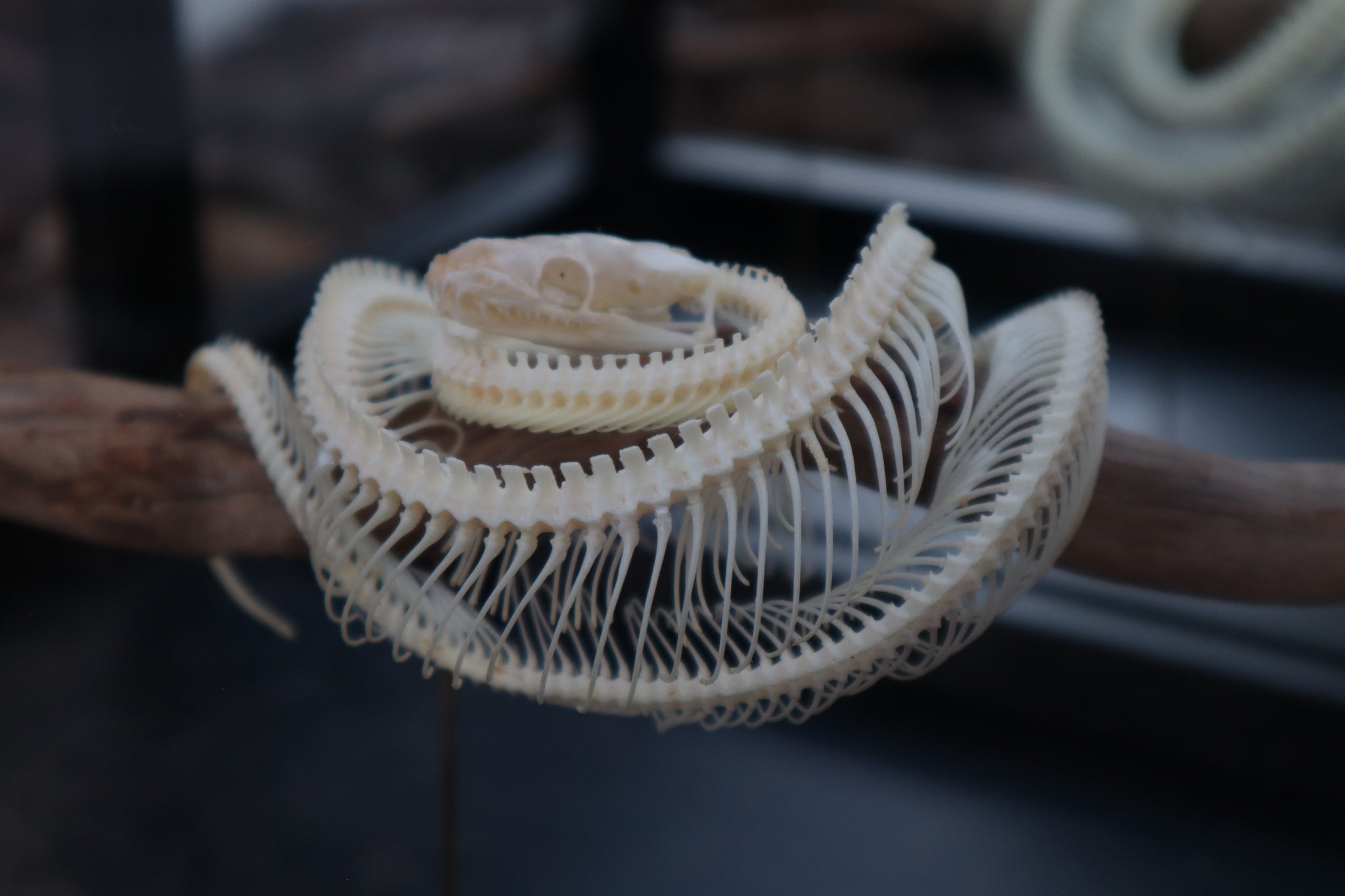 Python Skull Articulation Baby Ball Python Articulation in Glass Display Case – Freyja's Forest