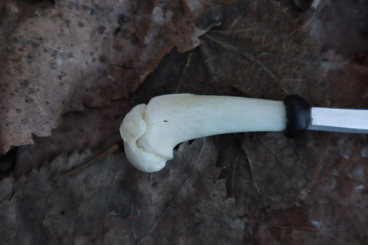 Kitten Humerus Knife