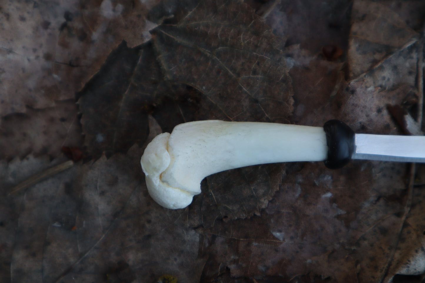 Kitten Humerus Knife