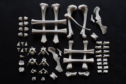 Whitetail Fawn Bone Lot