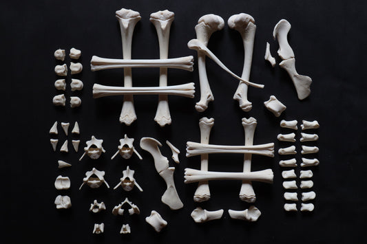 Whitetail Fawn Bone Lot