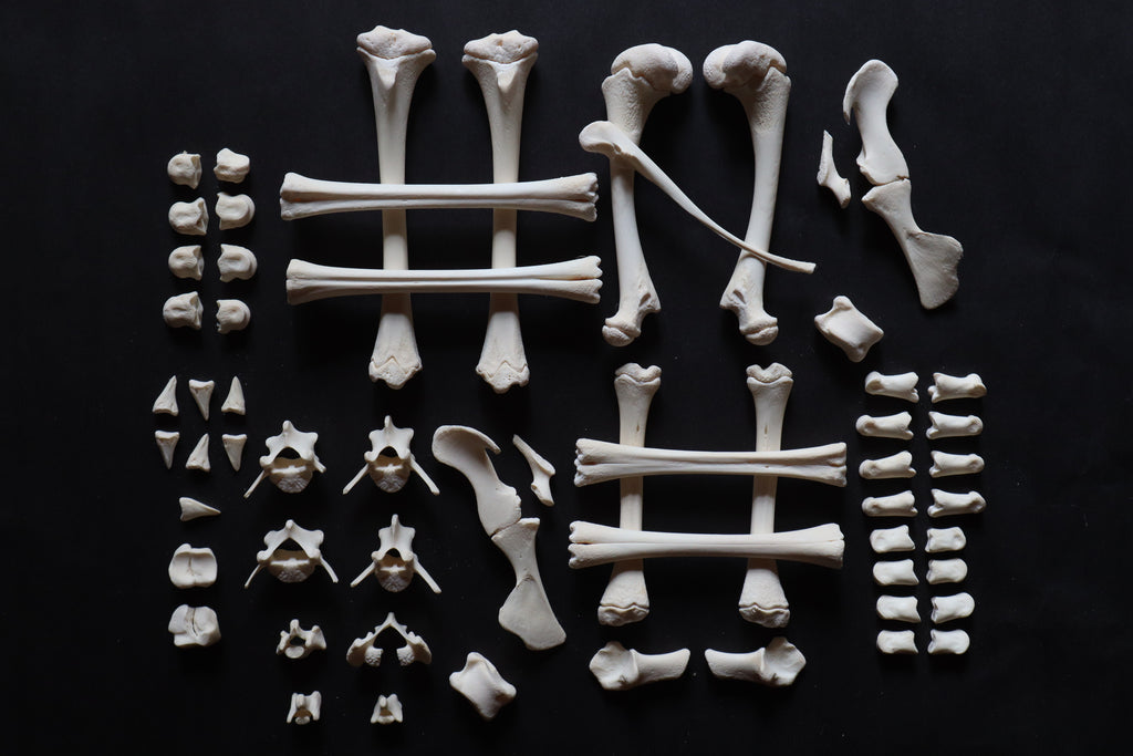 Whitetail Fawn Bone Lot