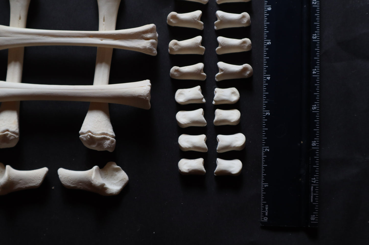 Whitetail Fawn Bone Lot