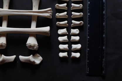 Whitetail Fawn Bone Lot