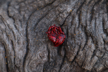 Dry Preserved Fetal Piglet Heart