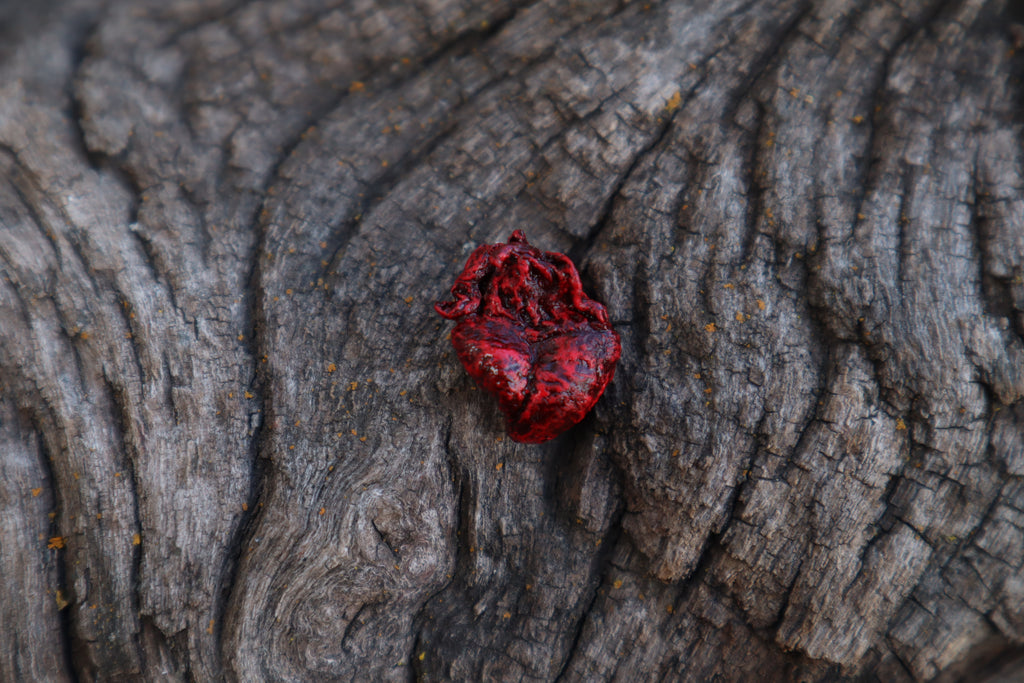 Dry Preserved Fetal Piglet Heart