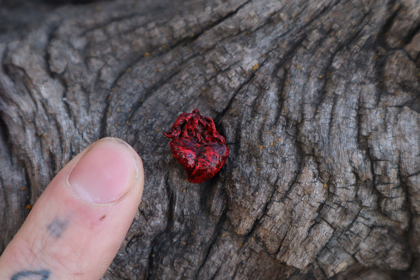 Dry Preserved Fetal Piglet Heart