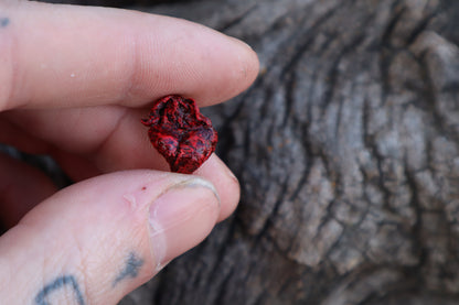 Dry Preserved Fetal Piglet Heart