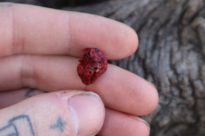 Dry Preserved Fetal Piglet Heart
