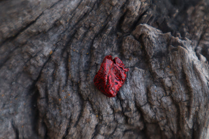 Dry Preserved Fetal Piglet Heart