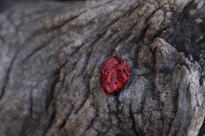 Dry Preserved Fetal Piglet Heart