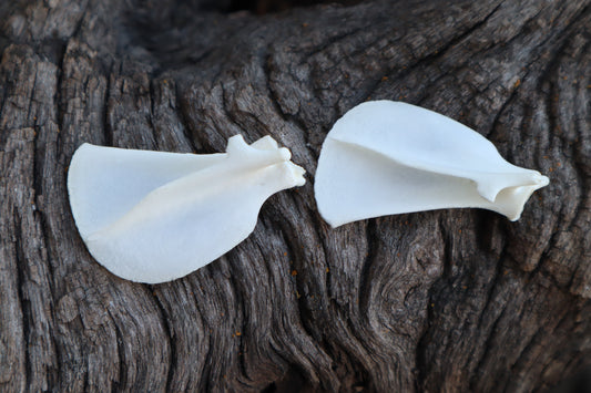 Kitten Scapula