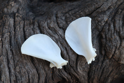 Kitten Scapula