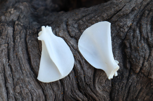 Kitten Scapula
