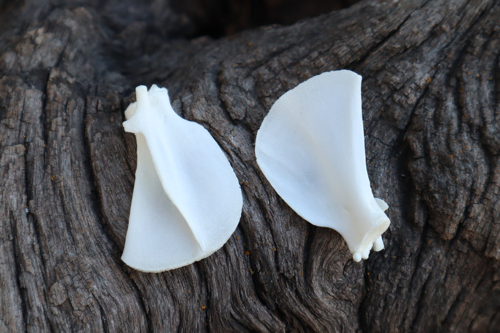 Kitten Scapula