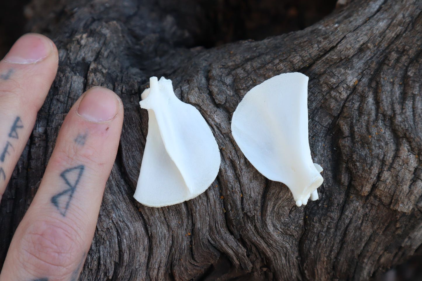 Kitten Scapula