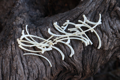Kitten Ribs