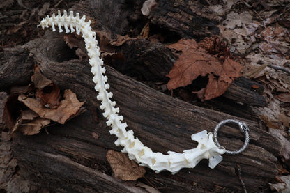 Red Fox Spinal Column Articulation