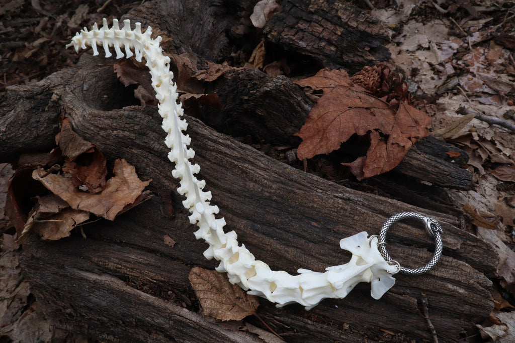 Red Fox Spinal Column Articulation