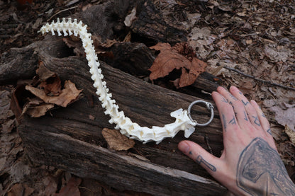 Red Fox Spinal Column Articulation