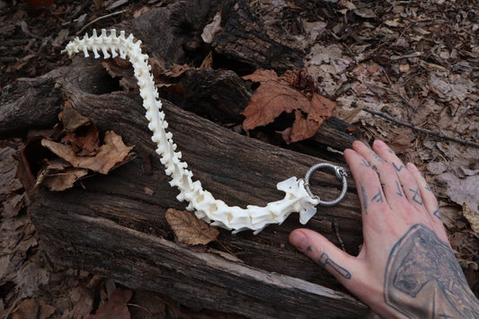 Red Fox Spinal Column Articulation