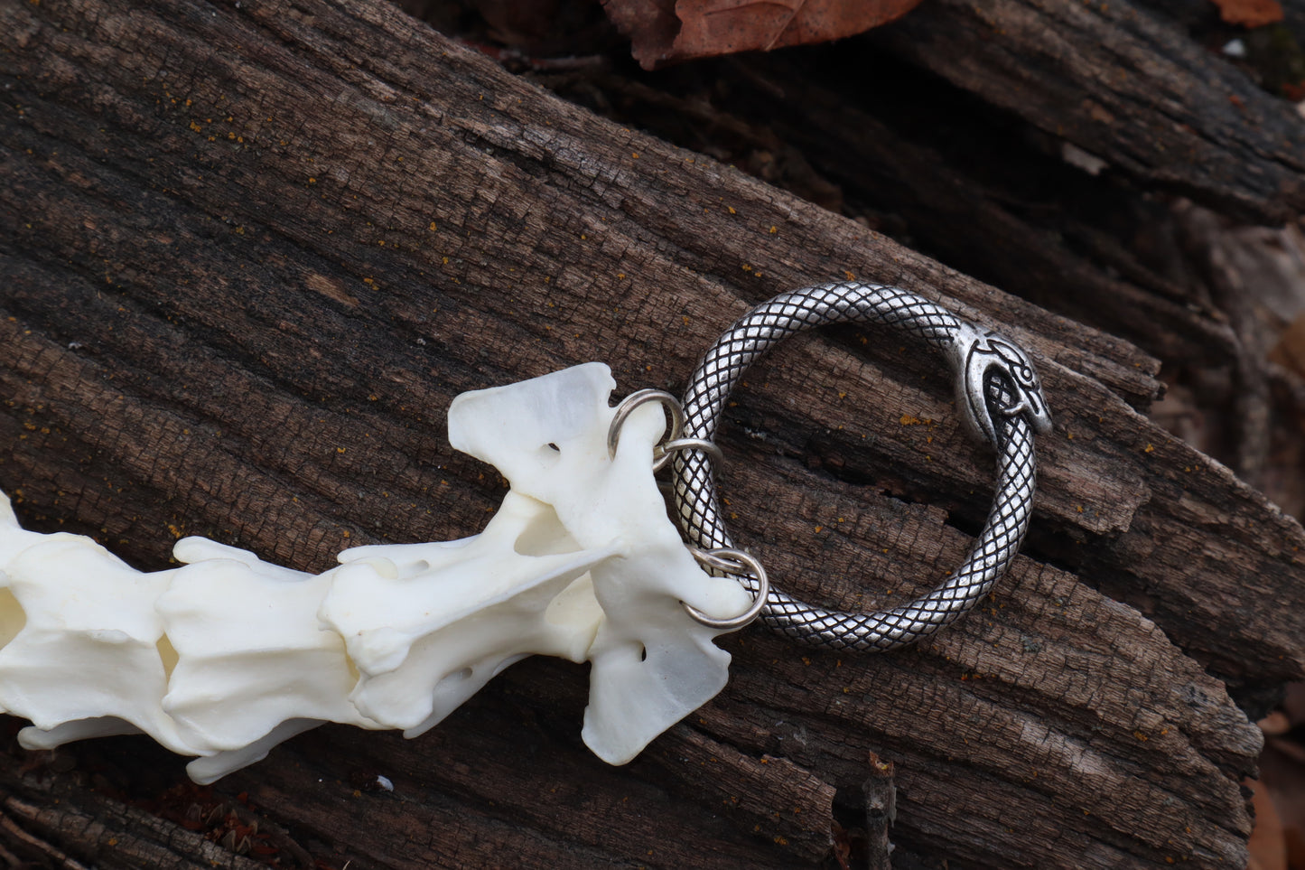 Red Fox Spinal Column Articulation