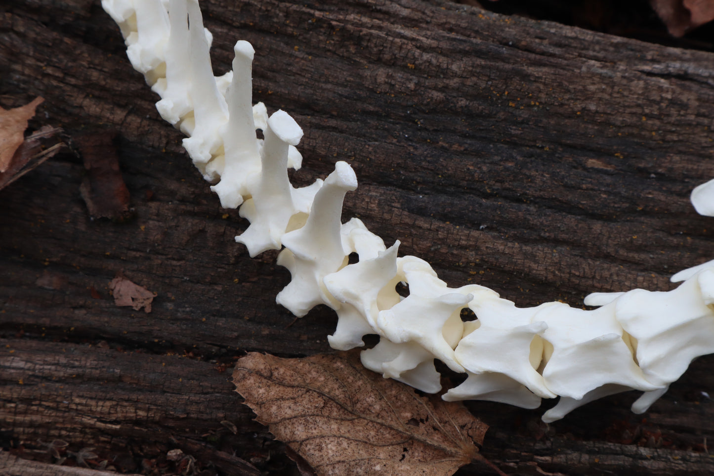 Red Fox Spinal Column Articulation