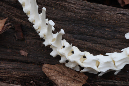 Red Fox Spinal Column Articulation