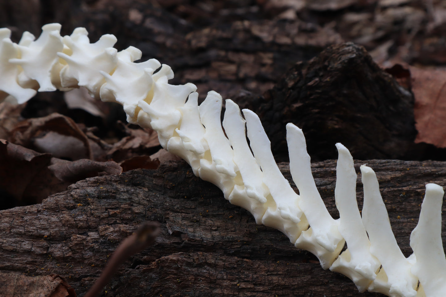 Red Fox Spinal Column Articulation